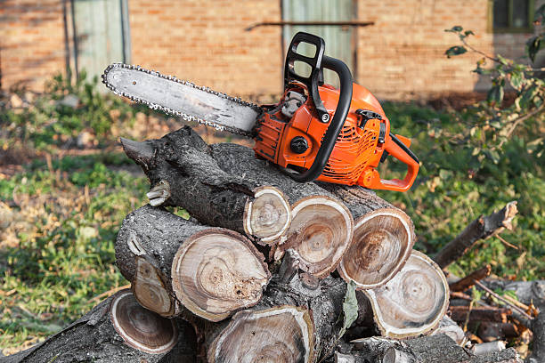 Best Tree Pruning Services  in Pine Bluff, AR